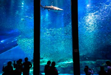 aquarium de Seaworld