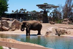 que visitar en el Zoo de San Diego