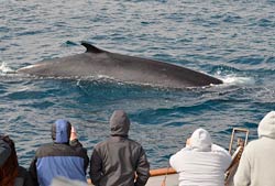 ver ballenas grises San Diego