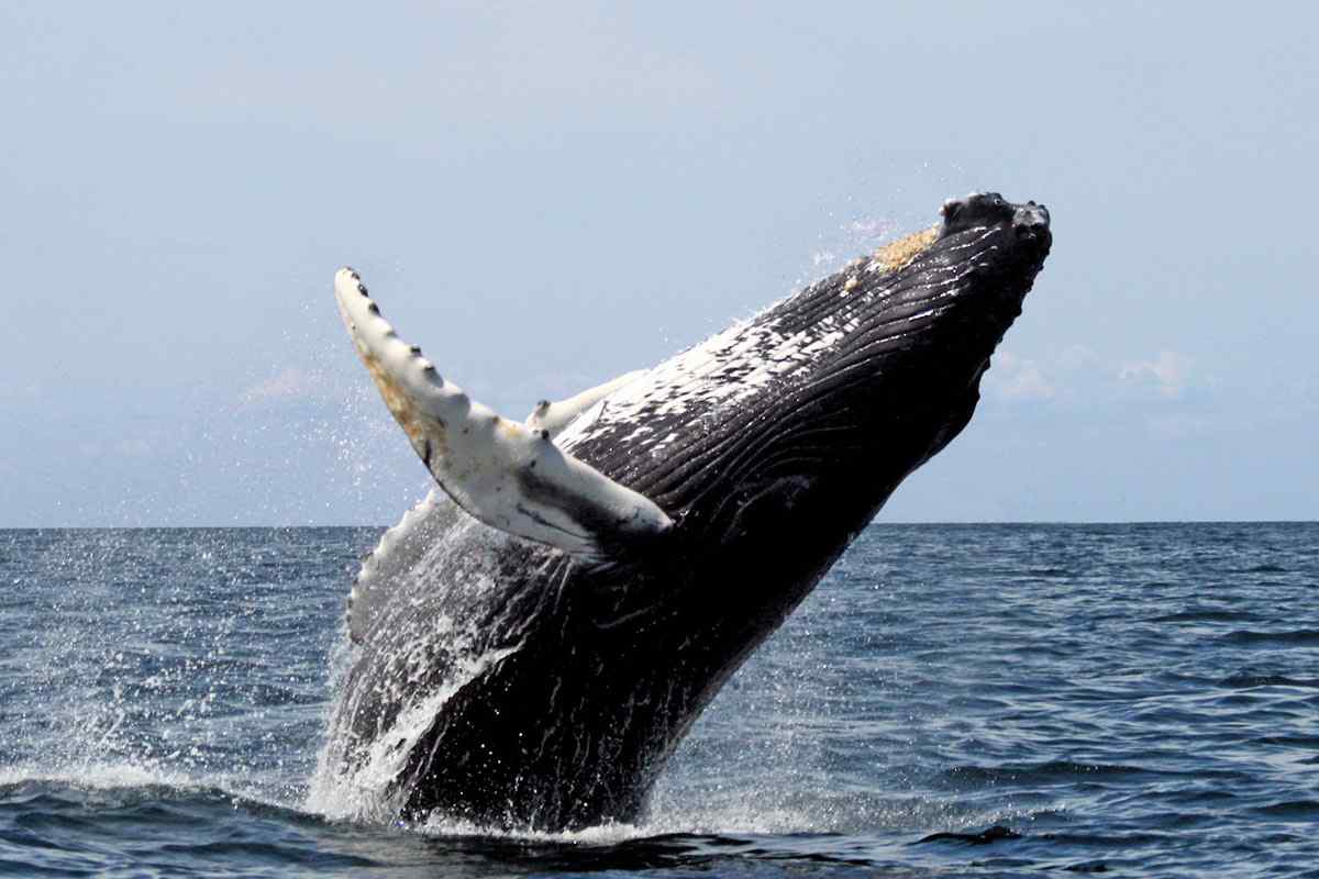 Ver ballenas delfines San Diego